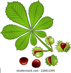 Leaves of horse chestnut tree and Conkers in shell svg