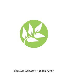 Leaves icon vector isolated on white background. Various shapes of green leaves of trees and plants.