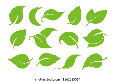 Deja el vector de icono aislado en fondo blanco. Varias formas de hojas verdes de árboles y plantas. Elementos para logotipos ecológicos y biológicos.