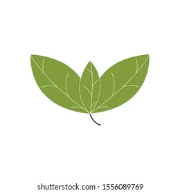 Leaves icon vector set isolated on white background. Various shapes of green leaves of trees and plants. Elements for eco and bio logos. 