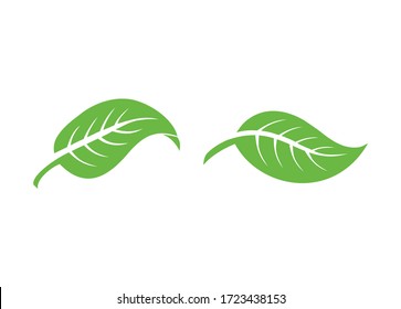 Leaves icon,  vector set isolated on background. Various shapes of green leaves, Elements for eco and bio logos