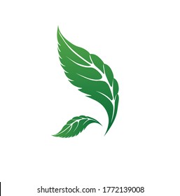 Leaves icon vector set isolated on white background. Various shapes of green leaves of trees or plants. Elements for eco and bio logos. 