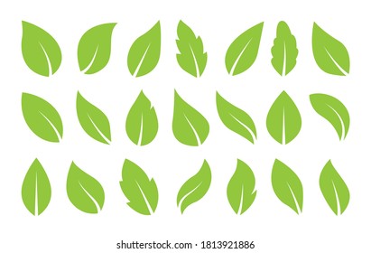 Deja el vector de icono aislado en el fondo blanco. Diversas formas de hojas verdes de árboles y plantas. Elementos para logotipos ecológicos y biológicos.