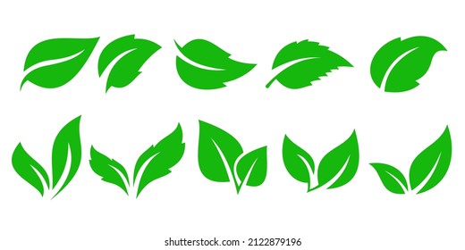 Leaves icon vector set isolated on a white background. Various shapes of green leaves of trees and plants. Elements para eco y bio logo.