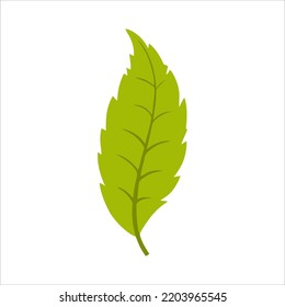 Leaves icon vector set isolated on white background. Various shapes of green leaves of trees and plants