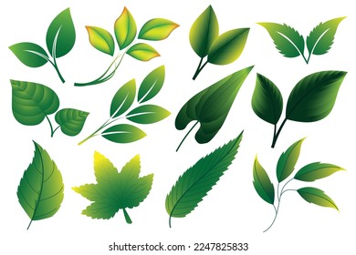 Deja el vector de icono aislado en el fondo blanco. Diversas formas de hojas verdes de árboles y plantas.