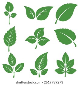 Leaves icon vector set isolated on white background. Various shapes of green leaves of trees and plants. Set of isolated green leaves icons on white background.