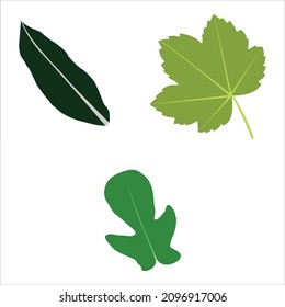 Deja un vector de icono establecido en un fondo blanco. Diversas formas de hojas de árboles y plantas verdes. Para ecología, bio, elementos de logotipo.