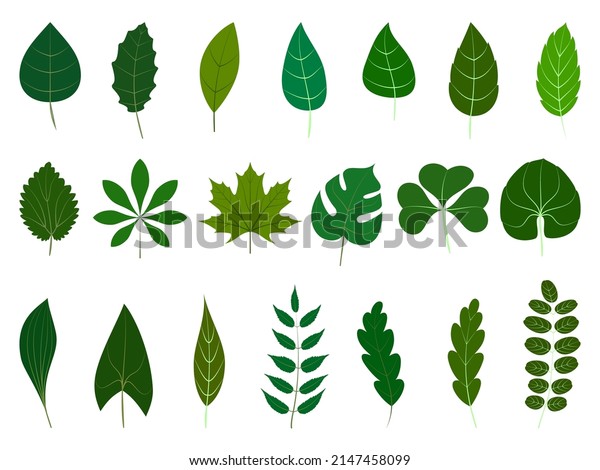 Leaves\
icons set. Flat green vector botanical elements. Beautiful isolated\
greens leaf. Floral object for frame, border, ornament divider.\
Great for greeting card. Colorful eco\
collection.