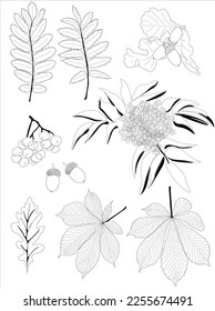 Leaves illustration set. Sketch in line style. Isolated on white background.Vector Line set.Rowan, oak, chestnut leaves.