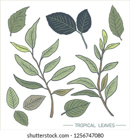 Leaves illustration vector