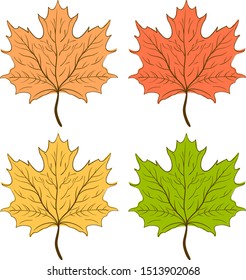Leaves, illustration, vector on white background.