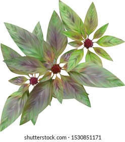 Leaves and inflorescences of amaranth, vector illustration.