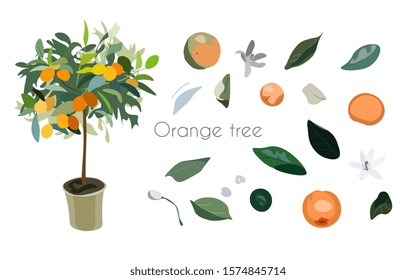 Leaves, inflorescences and fruits orange tree on a white background. Potted house plant vector illustration. Greeting card, invitation, web page with text. EPS 10