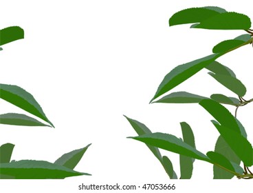 Leaves isolated