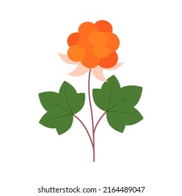 Сloudberry with leaves isolated on white background. Rubus chamaemorus, nordic berry, bakeapple, aqpik, low-bush salmonberry, knotberry, averin or evron vector illustration.