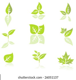 Leaves isolated on a white background