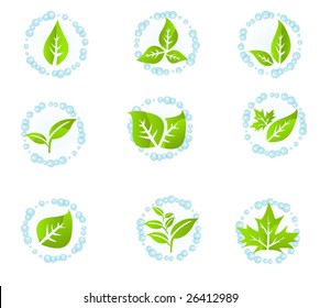 Leaves isolated on a white background