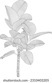 Sale aislado en colección blanca. Hojas tropicales dibujadas a mano ilustraciones abstractas.