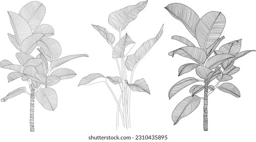 Leaves isolated on white collection. Tropical leaves set. Hand drawn abstract illustration.