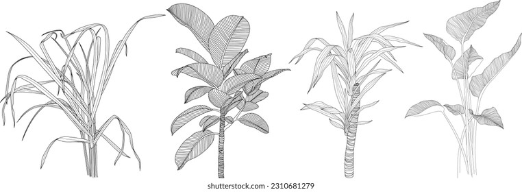 Leaves isolated on white collection. Tropical leaves set. Hand drawn abstract illustration.