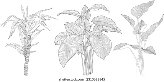 Leaves isolated on white collection. Tropical leaves set. Hand drawn abstract illustration.