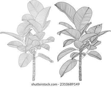 Leaves isolated on white collection. Tropical leaves set. Hand drawn abstract illustration.