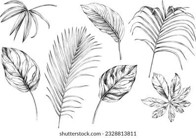 Leaves isolated on white collection. Tropical leaves set. Hand drawn vintage illustration.