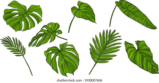 Leaves Isolated On White. Green Tropical Leaves. Hand Drawn Vector Illustration