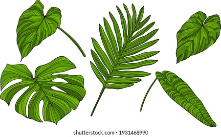 Leaves Isolated On White. Green Tropical Leaves. Hand Drawn Vector Illustration.