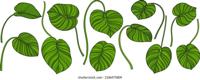 Leaves isolated on white. Green tropical leaves. Hand drawn vector illustration