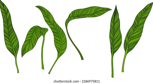 Leaves isolated on white. Green tropical leaves. Hand drawn vector illustration