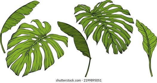 Leaves isolated on white. Green tropical leaves. Hand drawn vector illustration.