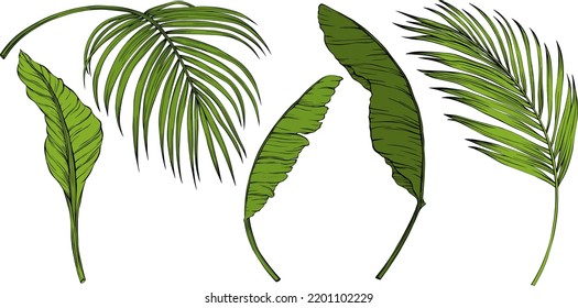 Leaves isolated on white. Green tropical leaves. Hand drawn vector illustration.