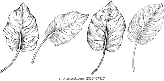 Leaves isolated on white. Monstera hand drawn illustration.