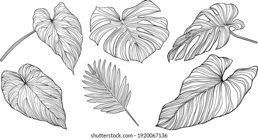 Leaves isolated on white. Tropical leaves. Hand drawn vector illustration.