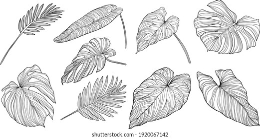 Leaves isolated on white. Tropical leaves. Hand drawn vector illustration.