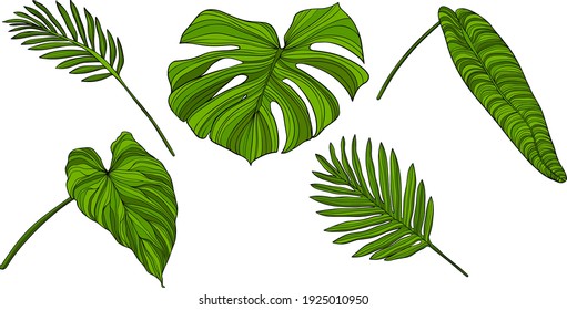 
Leaves isolated on white. Tropical leaves. Hand drawn vector illustration.