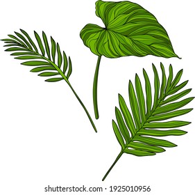 
Leaves isolated on white. Tropical leaves. Hand drawn vector illustration.