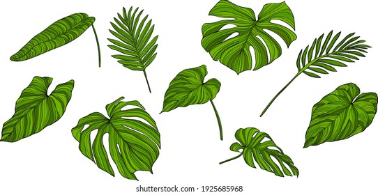 Leaves isolated on white. Tropical leaves. Hand drawn vector illustration.