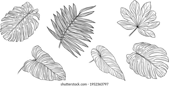 Leaves isolated on white. Tropical leaves. Hand drawn vector illustration.