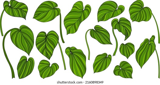 Leaves isolated on white. Tropical leaves. Hand drawn vector illustration