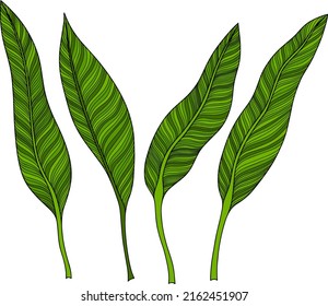 Leaves isolated on white. Tropical leaves. Hand drawn vector illustration