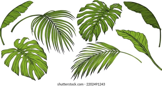 Leaves isolated on white. Tropical leaves. Hand drawn vector illustration