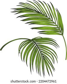 Leaves isolated on white. Tropical leaves. Hand drawn vector illustration