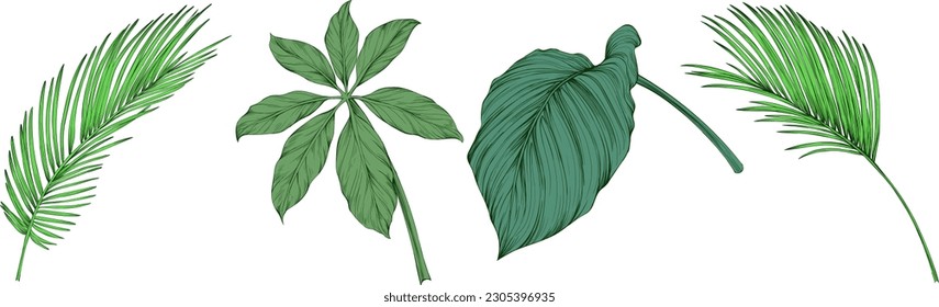 Hojas aisladas en blanco. Hojas tropicales. Ilustración verde dibujada a mano.