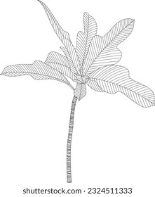 Leaves isolated on white. Tropical leaves hand drawn abstract illustration.
