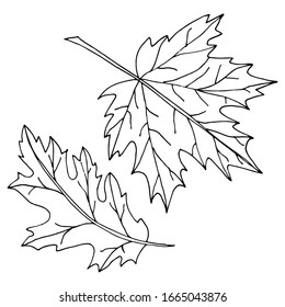 Leaves isolated sketch. Vector leaves of different trees. Seasons