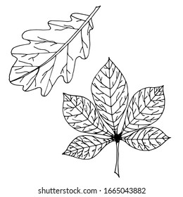 Leaves isolated sketch. Vector leaves of different trees. Seasons