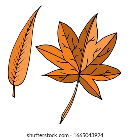 Leaves isolated sketch. Vector leaves of different trees. Seasons